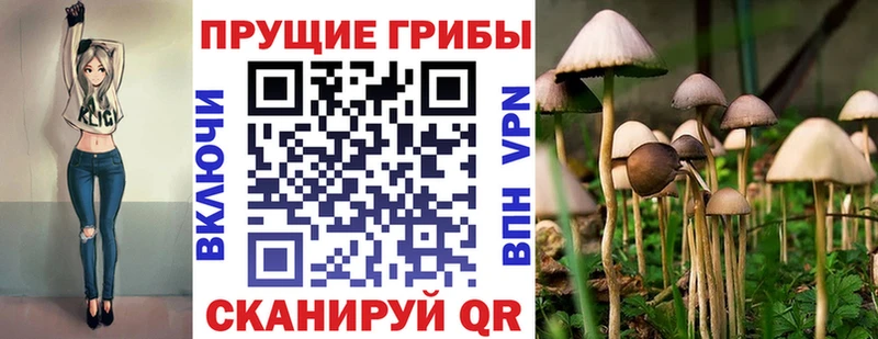 Псилоцибиновые грибы Cubensis  где можно купить наркотик  Шадринск 